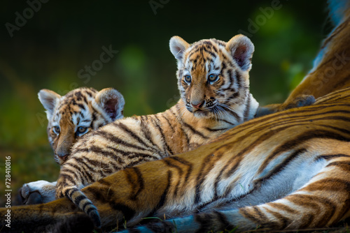 Fotótapéta Closeup of two Siberian tiger cabs sitting with their mother