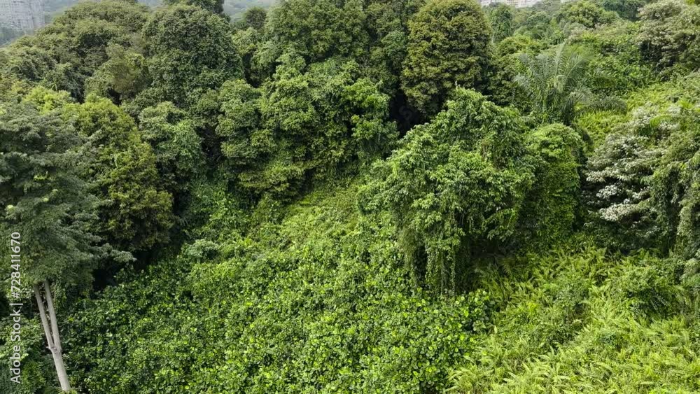 A View Of Dense Rainforest And Trees On Mount Faber In Singapore. View From A Cable Car A View Of Dense Rainforest And Trees On Mount Faber In Singapore. View From A Cable Car