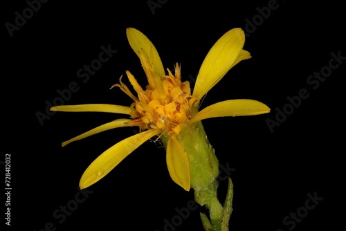 European Goldenrod (Solidago virgaurea). Flowering Capitulum Closeup