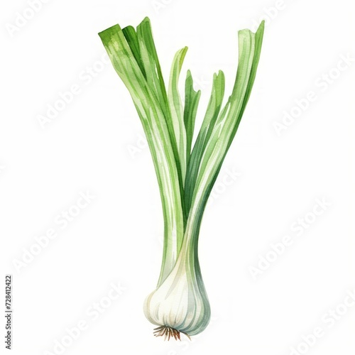 watercolor leek 