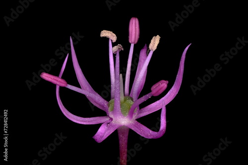 False Rosenbach Onion (Allium rosenorum). Flower Closeup photo