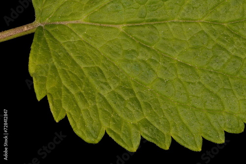 Lemon Balm (Melissa officinalis). Leaf Detail Closeup photo