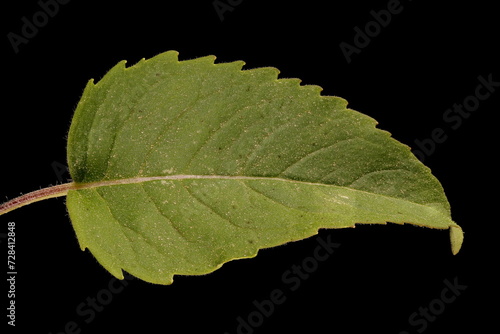 Wild Bergamot (Monarda fistulosa). Leaf Closeup photo