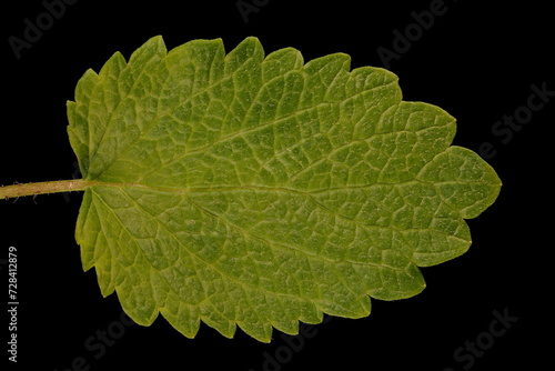 Lemon Balm (Melissa officinalis). Leaf Closeup photo
