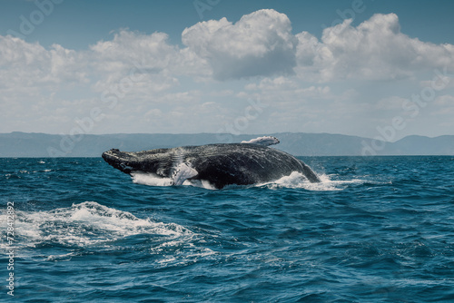 Humpback blue whale jumping out of the water in Caribbean Sea, Dominican Republic. The whale is falling on its back and spraying water in the air.