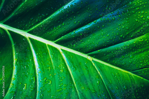 Tropical fresh green leaf with water drops nature background, healthy living and relaxation concept