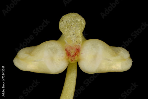 Hardy Gloxinia (Incarvillea delavayi). Anthers Closeup photo