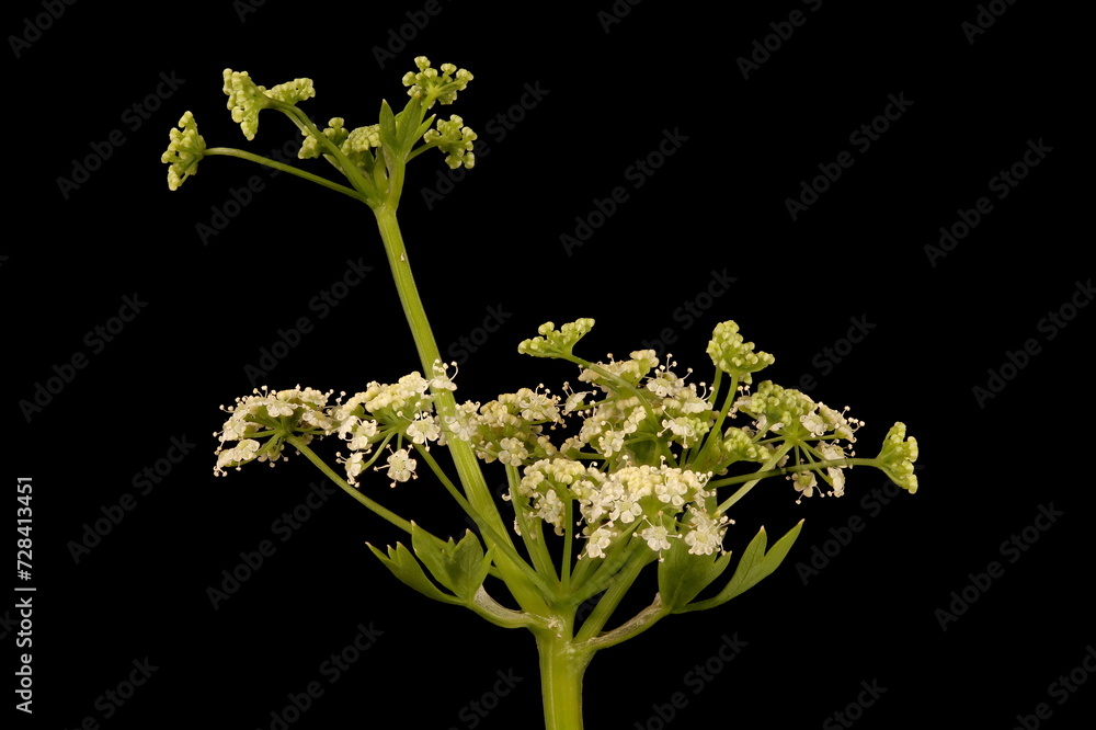 Celery (Apium graveolens). Umbel Closeup - obrazy, fototapety, plakaty 