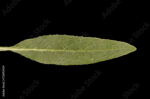 Clustered Bellflower (Campanula glomerata). Leaf Closeup