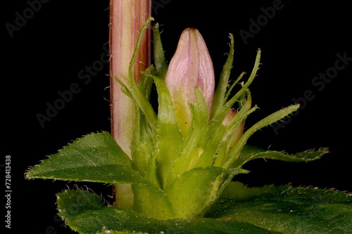 Clustered Bellflower (Campanula glomerata). Floral Bud Closeup photo