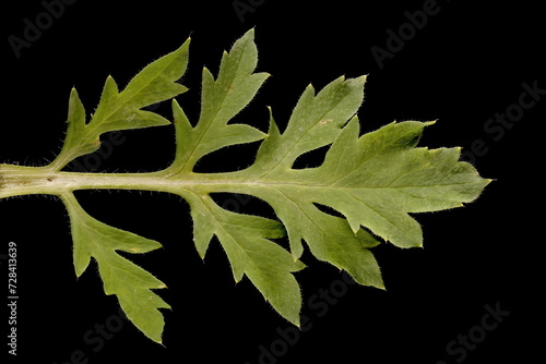Common Poppy (Papaver rhoeas). Leaf Closeup photo