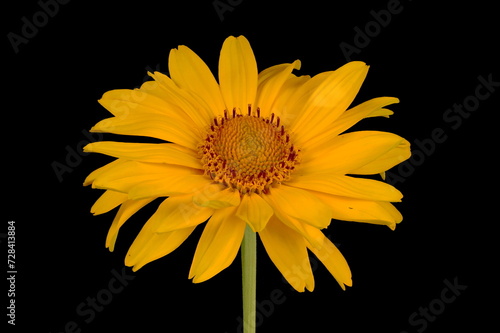 Oxeye  Heliopsis helianthoides . Flowering Capitulum Closeup