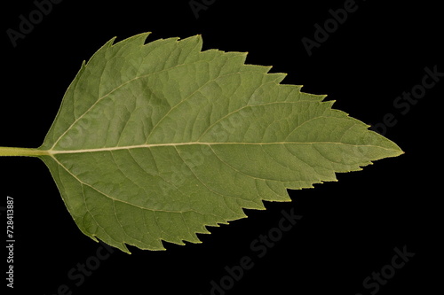 Oxeye (Heliopsis helianthoides). Leaf Closeup photo