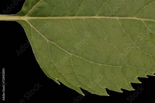 Oxeye (Heliopsis helianthoides). Leaf Detail Closeup photo