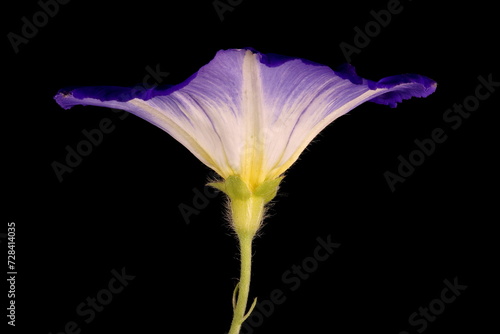 Dwarf Morning-Glory (Convolvulus tricolor). Flower Closeup photo