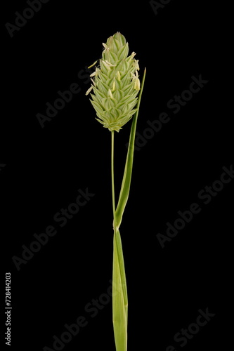 Foto Canary Grass (Phalaris canariensis). Flowering Panicle Closeup