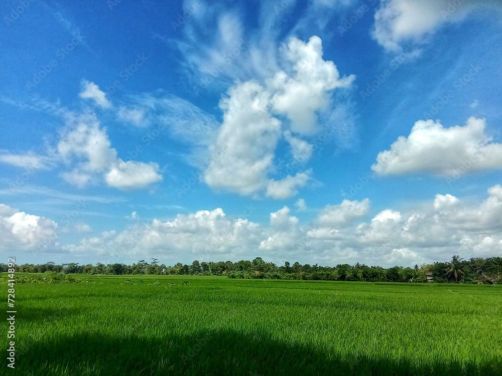 Fototapeta premium Green field and sky, Cloudy blue sky in the countryside.