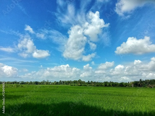 Green field and sky, Cloudy blue sky in the countryside. © Vrlibs studio
