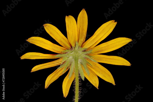 Black-Eyed Susan (Rudbeckia hirta). Flowering Capitulum Closeup photo