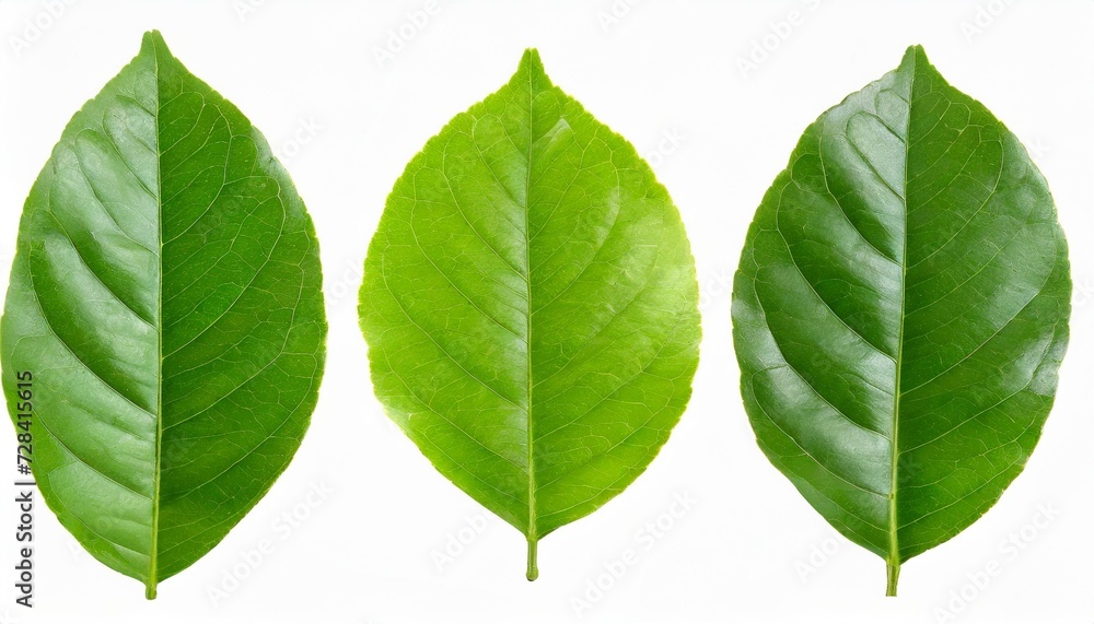 set of lemon green leaf isolated on white background set of lemon green leaf isolated on white background