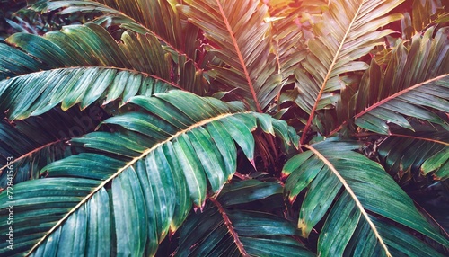 tropical leaf background color toned