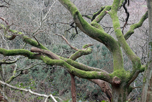 Old gnarled bare tree with twisted green mossy branches 