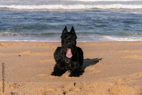 black dog with the tongue out lays down on the beach with the ocean in the background, giant schnauzer