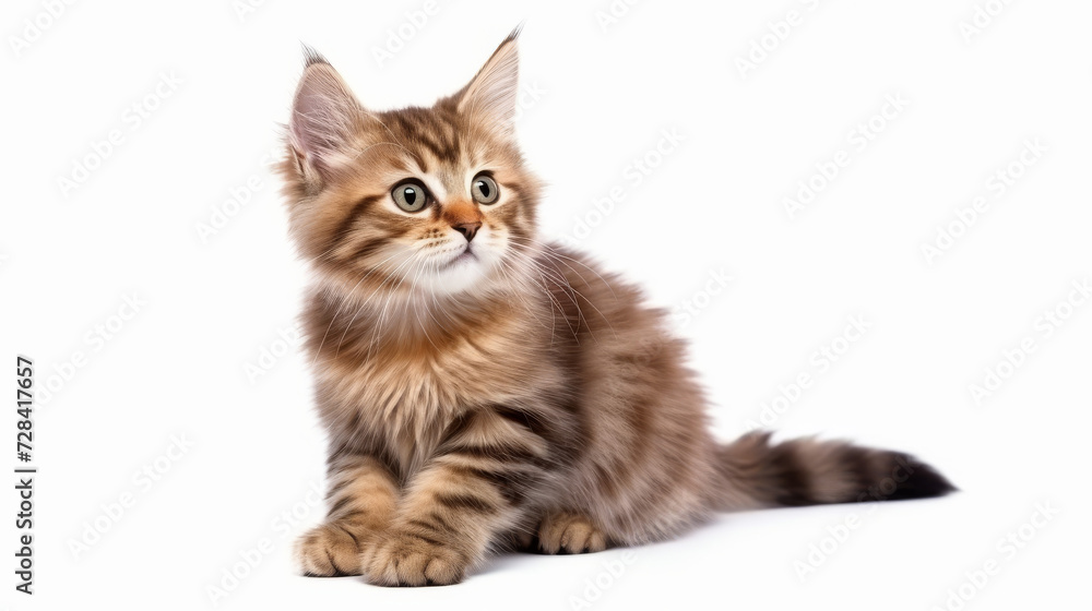 A cute cat