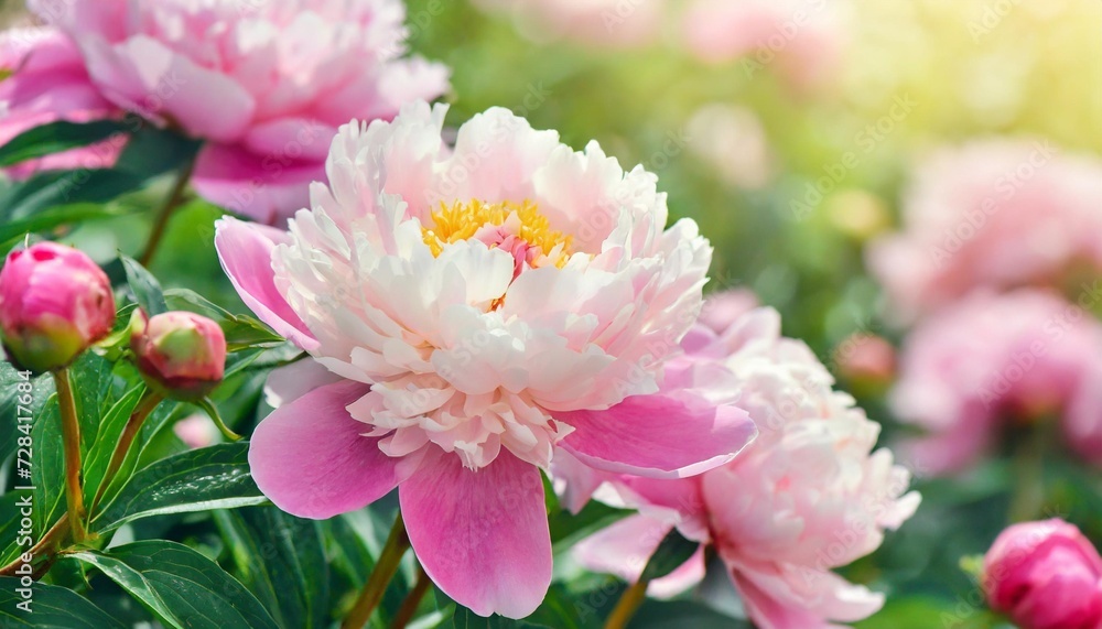 summer blossoming delicate peony blooming flowers festive background pastel and soft bouquet floral card selective focus shallow dof summer blossoming delicate peony blooming flowers festive background pastel and soft bouquet floral card selective focus shallow dof