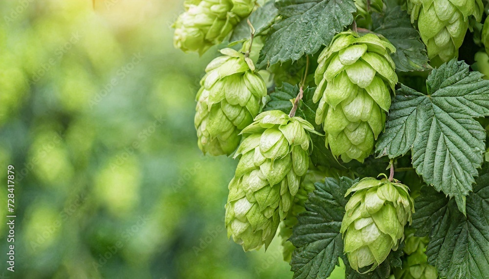 green ripe hop cones for brewery and bakery background pattern green ripe hop cones for brewery and bakery background pattern