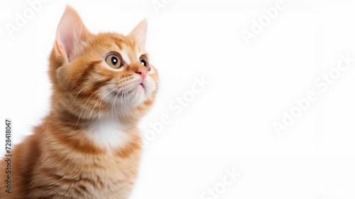 Cute orange cat on a white background.
