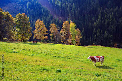 Cows with bells © Kushnirov Avraham