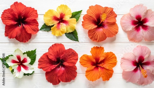 collection head multicolored hibiscus flowers isolated on white background tropical plant flat lay top view creative card orange red pink yellow