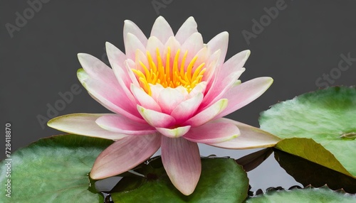 lotus flower or water lily png isolated on transparent background