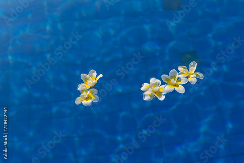 Beautiful white flowers on blue water texture top view. Concept of hotel rest and travel.