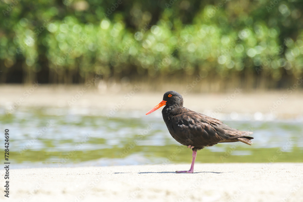 Black oystercatcher (Haematopus bachmani) a medium-sized bird with dark plumage with a red beak, the animal stands on a sandy beach on the bank of the river. Black oystercatcher (Haematopus bachmani) a medium-sized bird with dark plumage with a red beak, the animal stands on a sandy beach on the bank of the river.