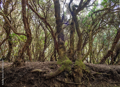 Laurel forest in Anaga Rural Park on Tenerife