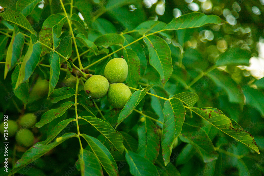 Obraz premium Green walnuts on the tree. Selective focus.
