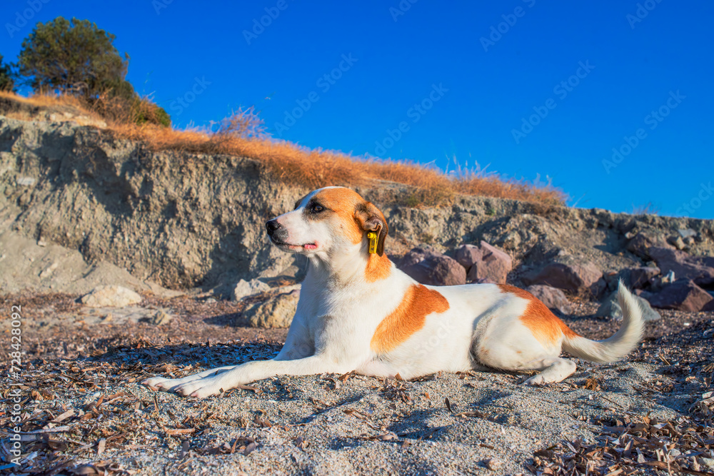 A loyal dog gazes into the distance on the coastal shore, embodying companionship and contemplation by the vast sea.