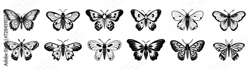 Butterfly vector illustration, black silhouette on white background. Moth with ornament on wings scrapbook graphic element