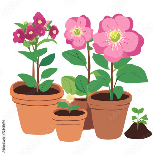 pink flower in a pot