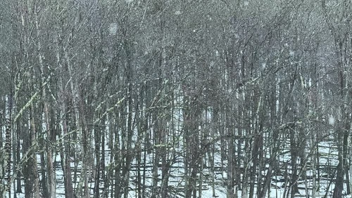 Very heavy snowfall in a dense, beautiful forest - slow motion photo