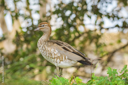 Australian wood duck (Chenonetta jubata) female medium sized water bird, the animal stands on the ground in the park.