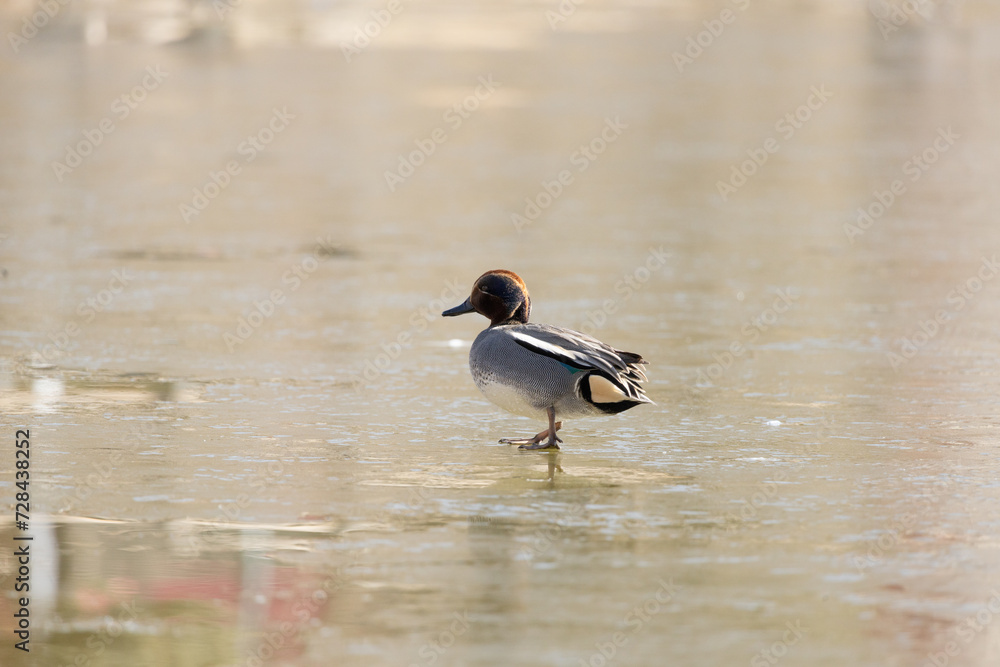 Fototapeta premium Anas crecca, duck