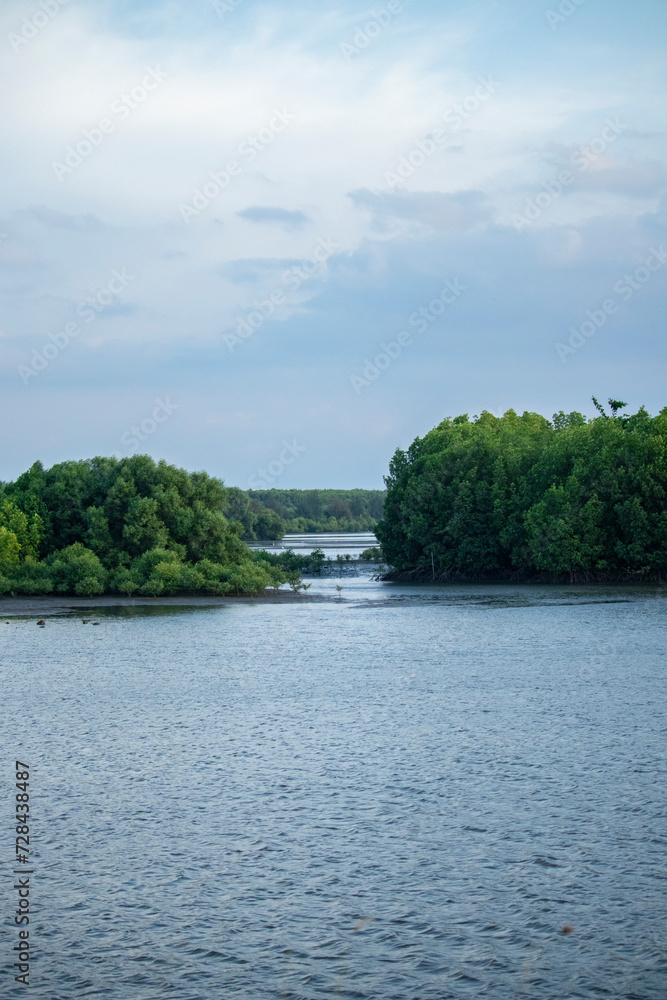 Aceh mangrove forest