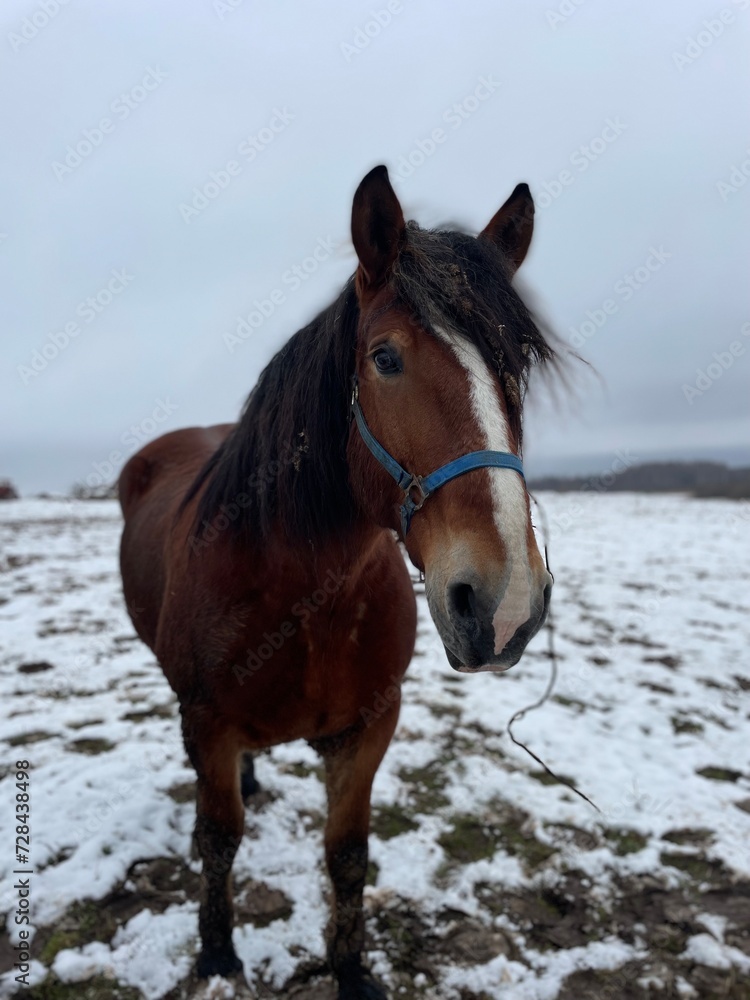 Brown village horse in snow Brown village horse in snow