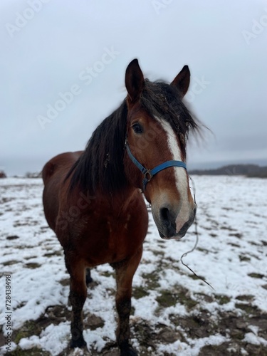 Brown village horse in snow