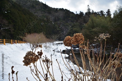 winte hydrangea photo