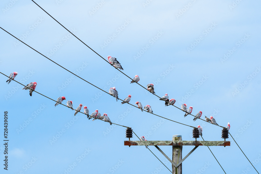 Galah (Eolophus roseicapilla) parrot, medium-sized bird with pinkish-gray plumage, a small flock of birds sitting high on high-voltage power line cables.
