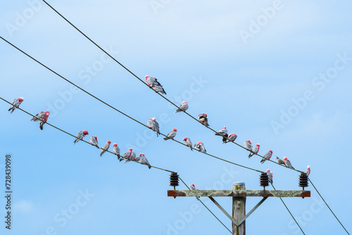 Obraz na płótnie Galah (Eolophus roseicapilla) parrot, medium-sized bird with pinkish-gray plumage, a small flock of birds sitting high on high-voltage power line cables. w salonie